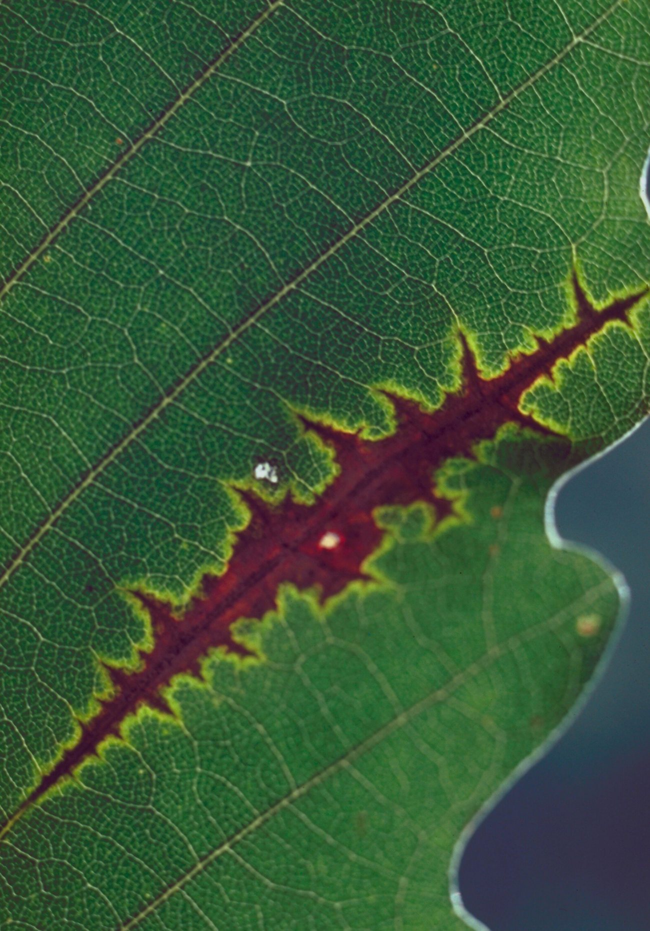 Close-up of a leaf with brown anthracnose necrosis running along a vein behind a yellow front
