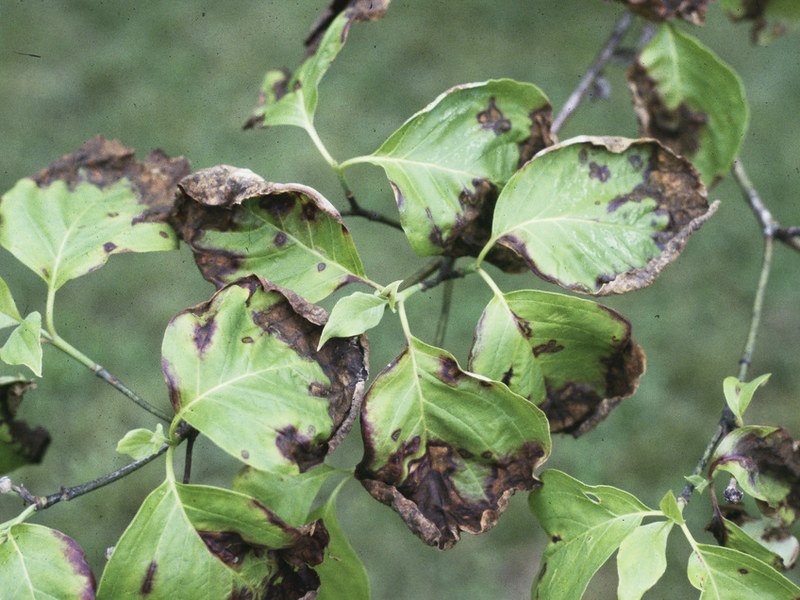 A flowering dogwood branch with anthracnose showing tan and purple-bordered blotches along the leaf veins and margins