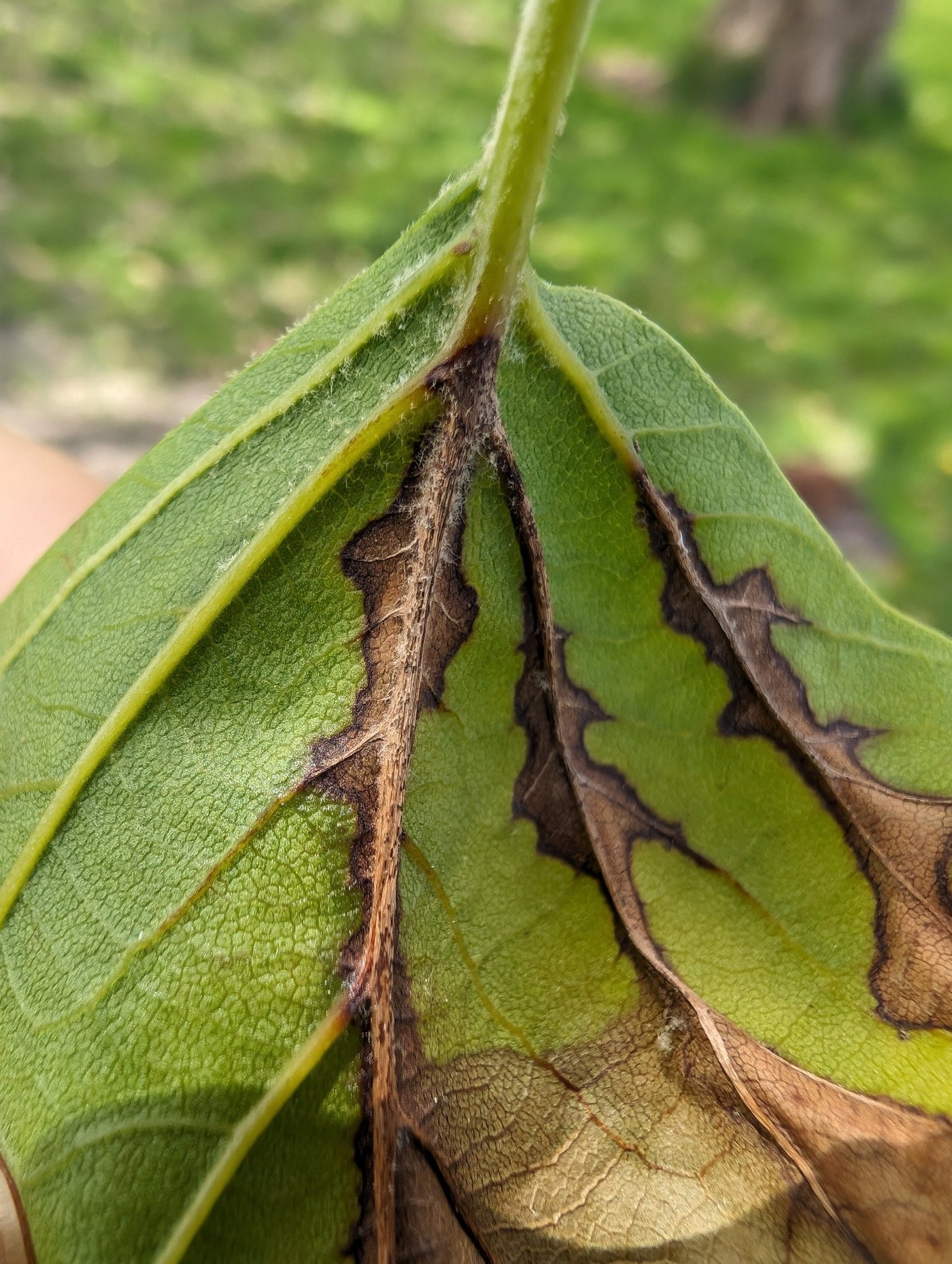 Close-up of a sycamore leaf with brown anthracnose necrosis running along the midrib and lateral veins and spreading outward into the blade