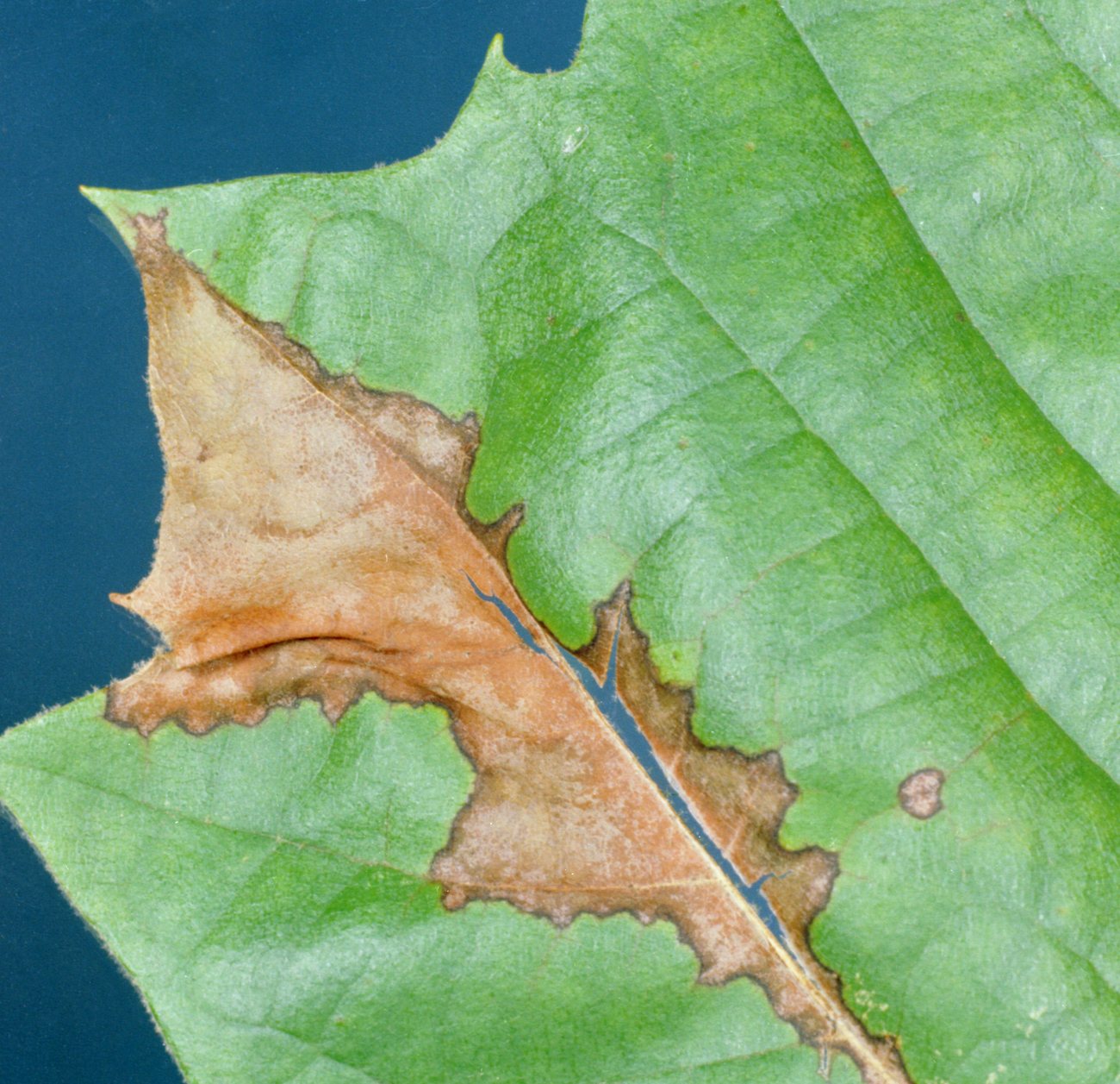 A sycamore leaf with brown anthracnose blight killing the blade in wedges from the veins outward