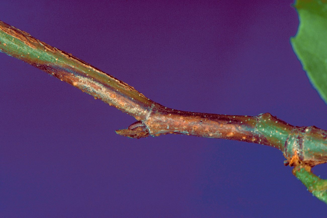 A sycamore twig with a sunken brown anthracnose canker and a killed lateral bud against a dark background