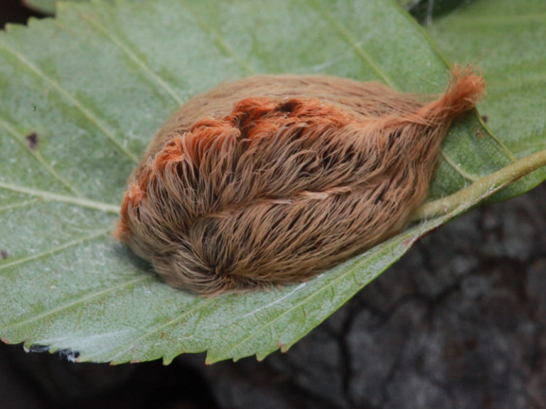 A reddish-brown puss caterpillar, also called an asp, on a green leaf