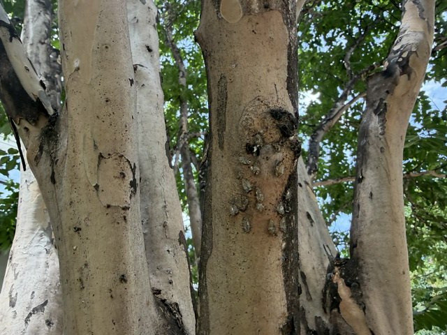 Bark lice gathered in the branch crotch of a crepe myrtle in full leaf