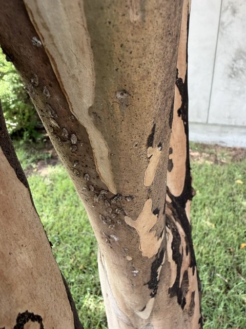 A herd of gray, banded bark lice clustered on the smooth bark of a crepe myrtle