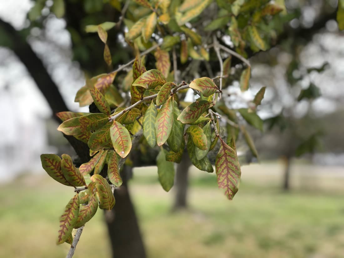 Close-up of live oak leaves showing oak wilt veinal necrosis