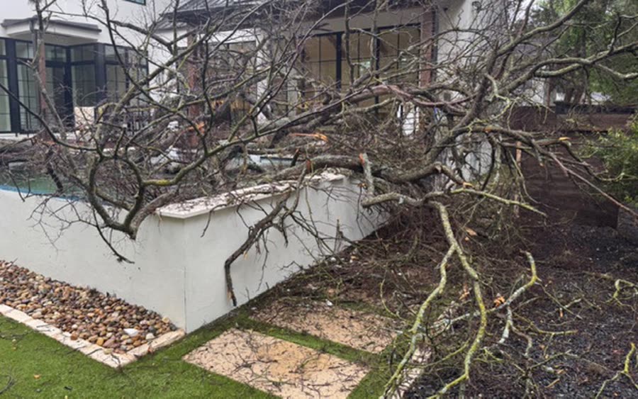A failed tree collapsed across a wall beside a home