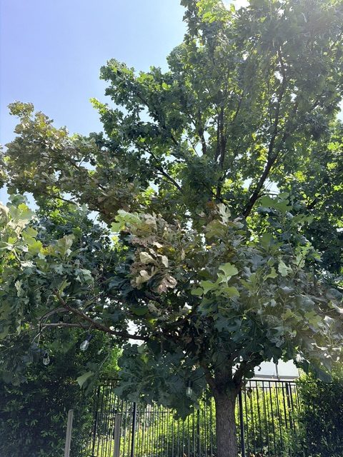 An oak with one section of its crown scorched brown by bacterial leaf scorch