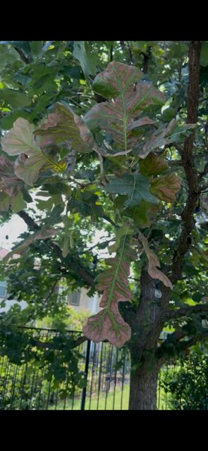 A branch of oak leaves browned and bleached along the margins, symptoms consistent with bacterial leaf scorch