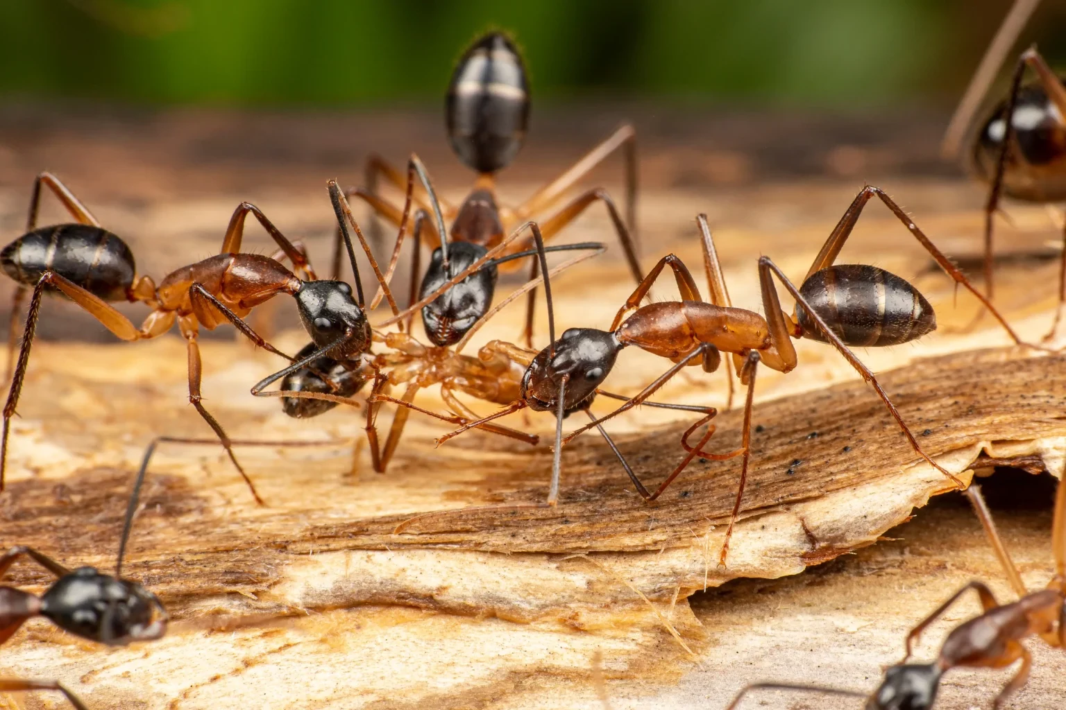 A group of carpenter ants on weathered wood
