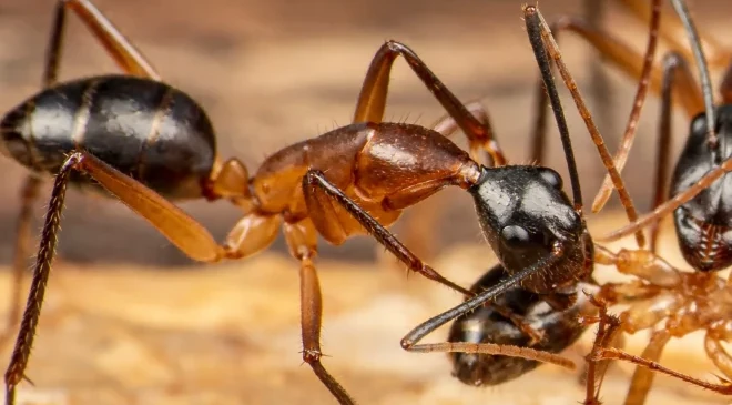 A carpenter ant in side profile on wood, showing its reddish thorax, black head and abdomen, single pinched waist, and elbowed antennae