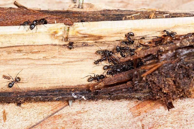Black carpenter ants moving through excavated galleries in soft, decayed wood, with shredded wood and frass around the tunnels