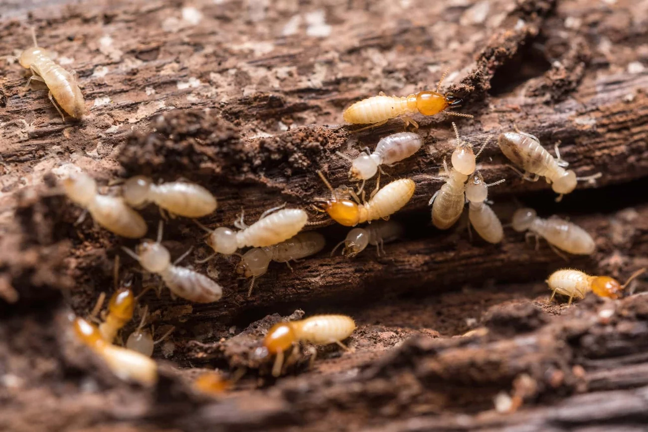 Subterranean termites, pale soft-bodied workers with orange-headed soldiers, tunneling through mud-lined, decayed wood