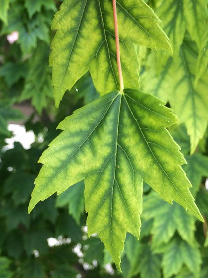 A maple leaf with manganese chlorosis, green veins standing out against yellowing tissue
