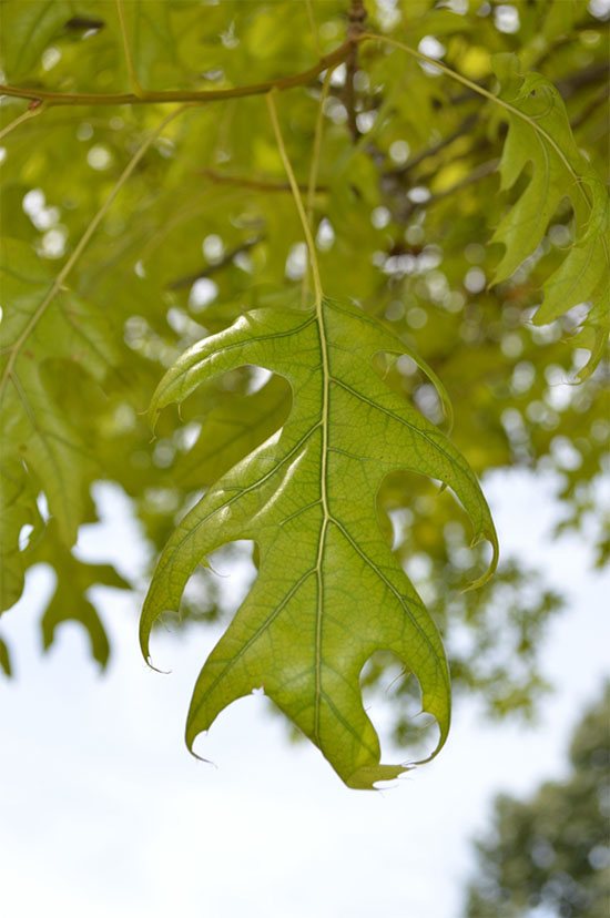 A red oak leaf with interveinal chlorosis, green veins against pale tissue