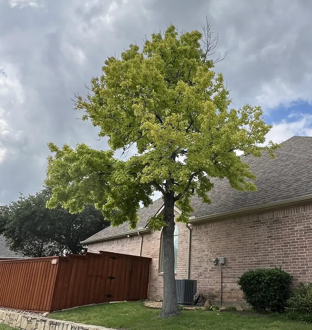 A chlorotic sweetgum in an Austin yard, its whole canopy faded to a pale yellow-green
