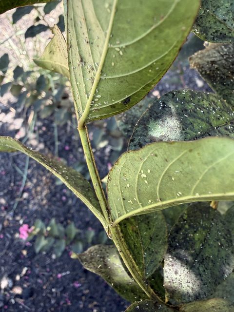 Pale aphids and cast skins on the underside of a crepe myrtle leaf