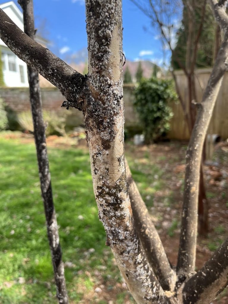 Crepe myrtle trunk crusted with white crapemyrtle bark scale and coated in black sooty mold