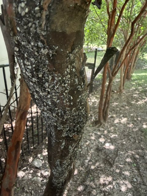 A crepe myrtle trunk heavily crusted with white-gray crapemyrtle bark scale and blackened with sooty mold