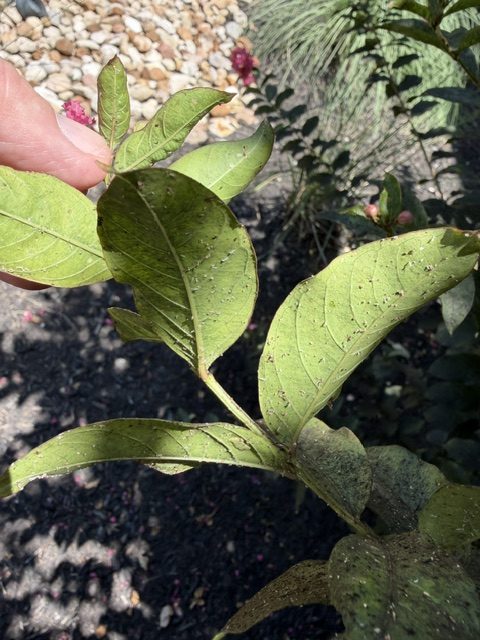 Early honeydew and dark flecks on the upper surface of crepe myrtle leaves