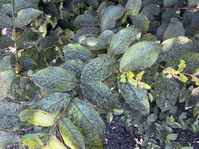 A crepe myrtle filmed black with sooty mold from honeydew pests