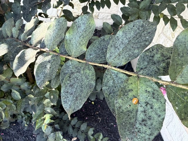 A lady beetle on sooty-mold-covered crepe myrtle leaves