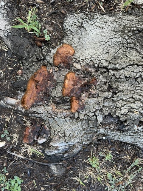 Older rusty brown, cracked bracket fungi at the base of the oak next to bark that has fallen away from decayed wood