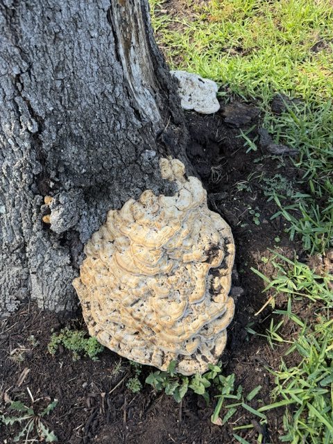 A large conk at the base of a red oak, a bracket fungus signaling internal wood decay