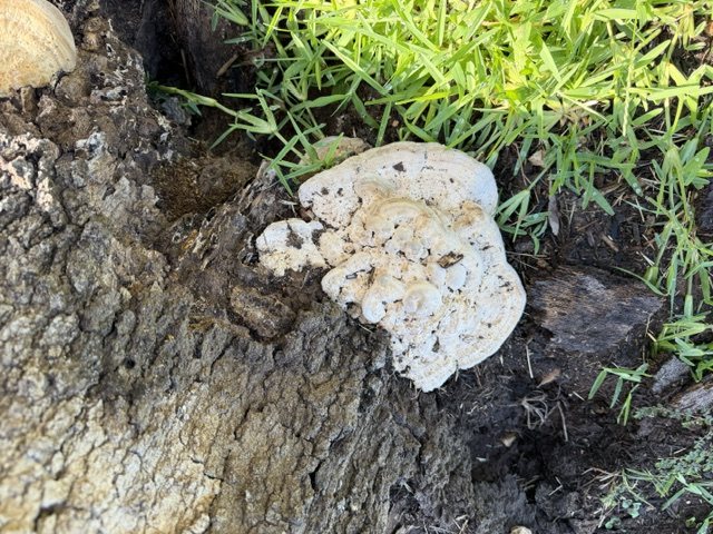 Close view of a whitish, pitted pore surface on a bracket fungus at the base of an oak, the underside where the fungus releases spores