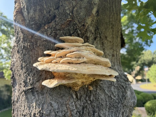 A fresh shelf of pale bracket fungi growing out of the side of the oak trunk, cream on top with a white pore surface