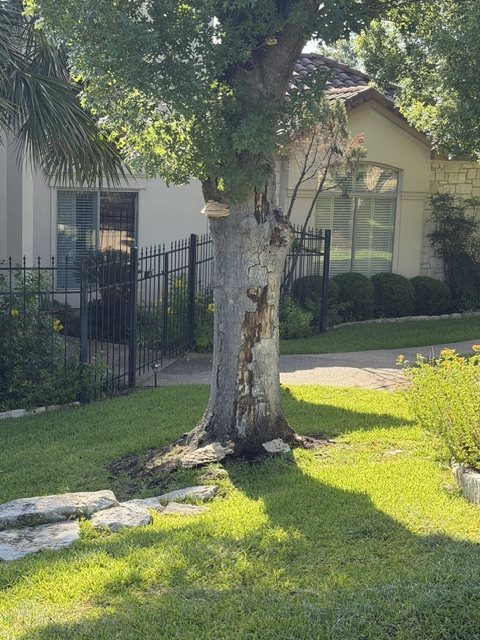 A mature red oak in a landscaped front yard with a conk on the trunk and large patches of missing bark exposing decayed wood, a house and fence directly behind it