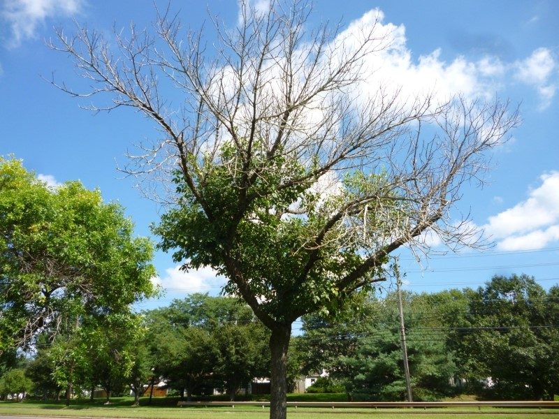 A roadside ash tree with a bare, dead upper canopy and only a skirt of green leaves remaining lower down