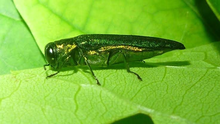 Adult emerald ash borer, a slender iridescent green beetle, on a leaf