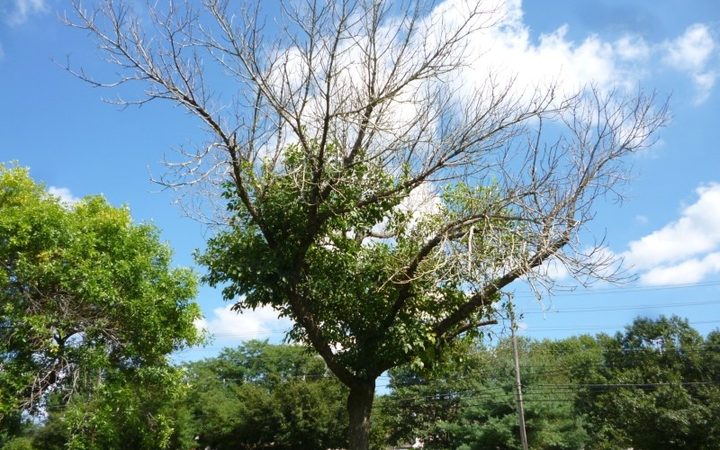A roadside ash tree dying from the top down, its upper canopy bare while lower branches stay green
