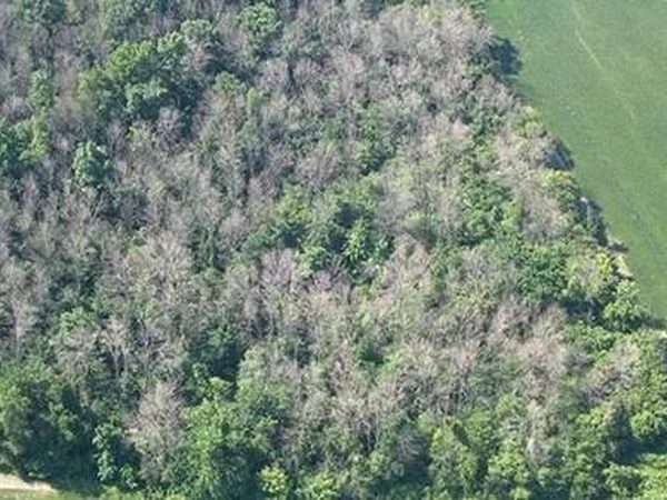 Aerial view of a wooded area speckled with grey, leafless dead ash trees among the green canopy