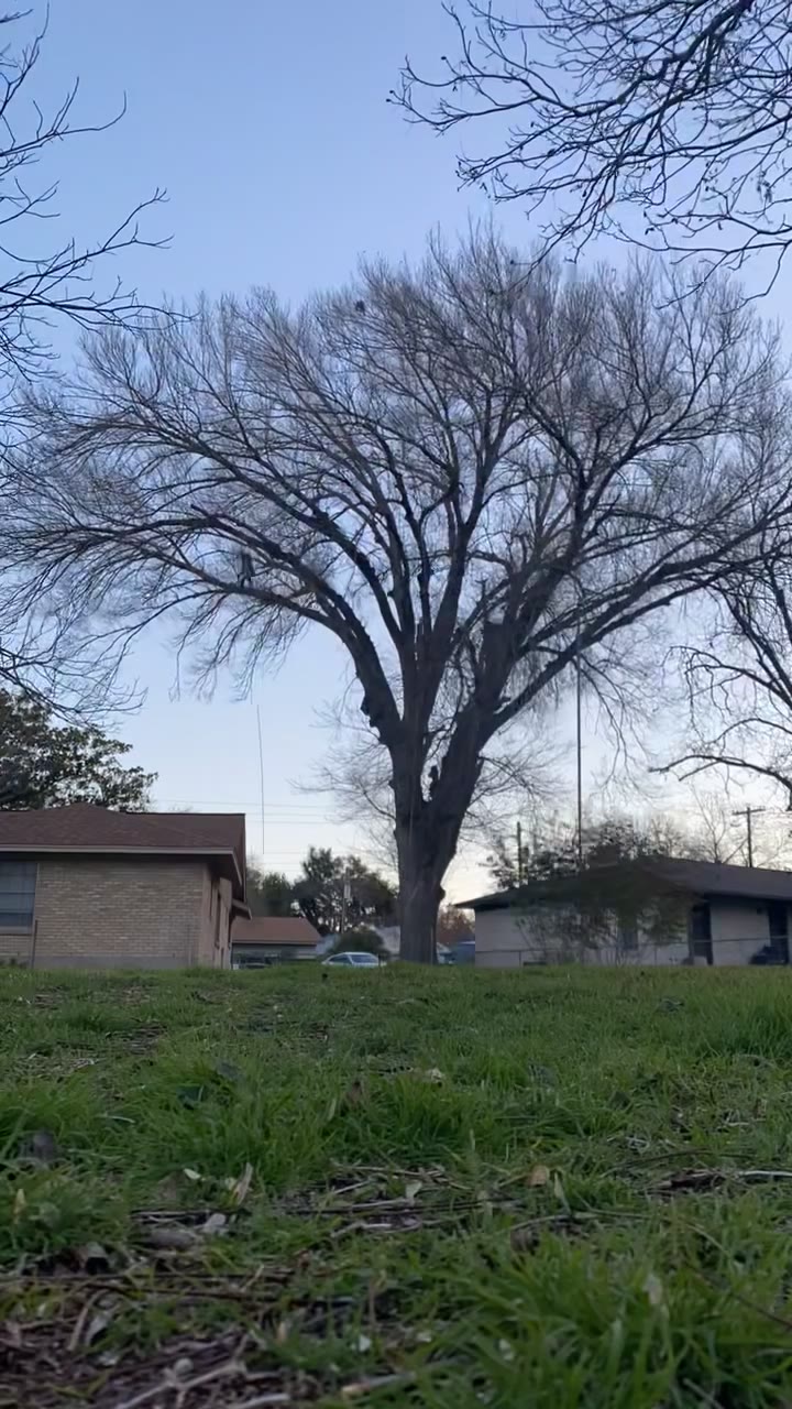 Mature red oak beside a home before sectional removal