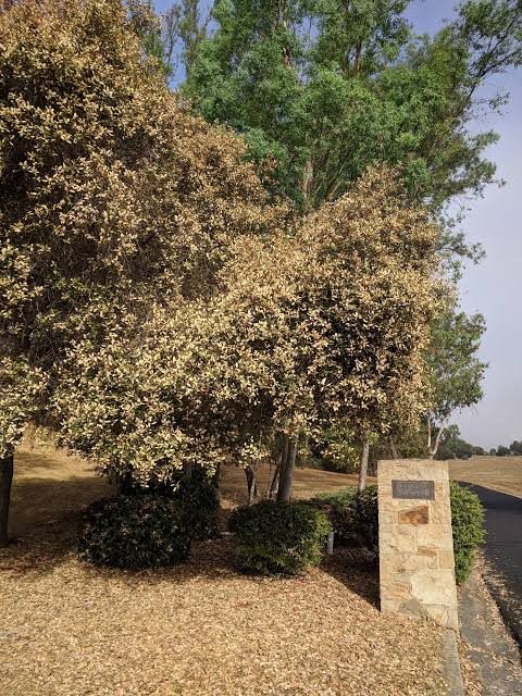 A broadleaf evergreen scorched brown across much of its canopy from heat and drought, beside a still-green tree and sun-browned turf