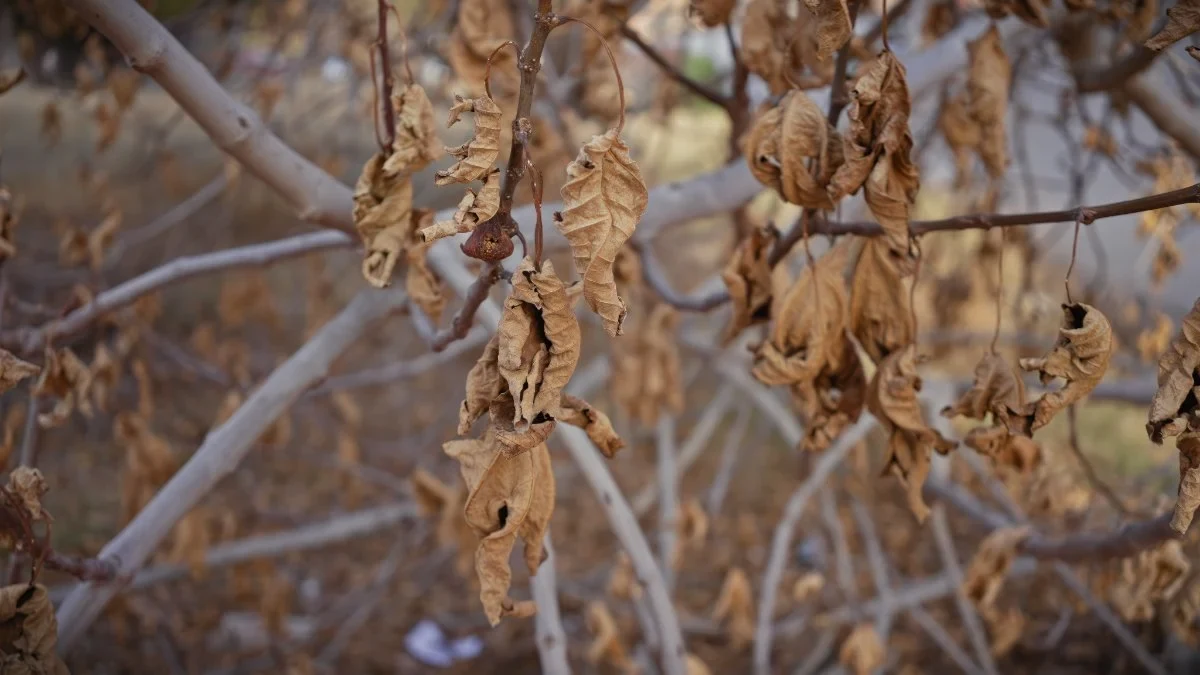 Tree branches with drought-stressed leaves, dried, curled, and brown from heat and lack of water