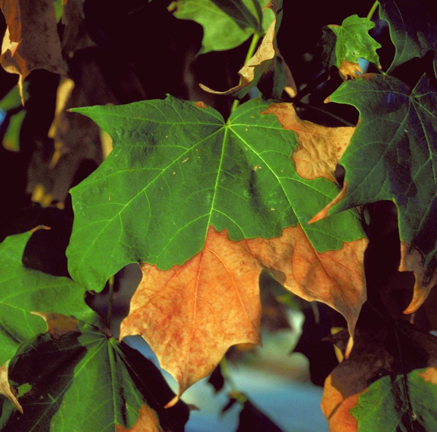 Close-up of leaves with green tissue along the veins and brown, crispy, dead margins and tips, the signature pattern of heat and drought leaf scorch