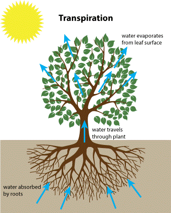 Transpiration diagram: a tree pulls water up from its roots in the soil, it travels up through the trunk and branches, and evaporates out through the leaf surface into the air