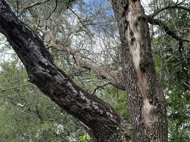 Bark sloughing from a stressed oak, exposing wood consistent with Hypoxylon canker