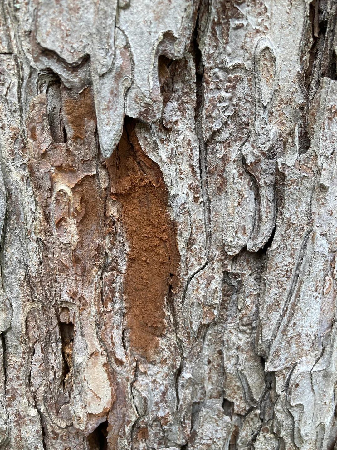 Close view of pecan bark, gray outer plates lifting away to expose bare reddish-brown inner wood