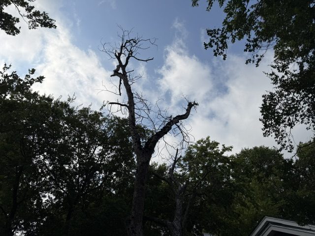 Bare, leafless upper crown of a pecan tree silhouetted against the sky while neighboring trees stay in full green leaf