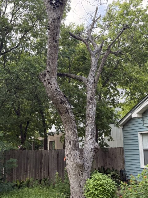 Full view of a codominant pecan leaning over the front porch and door of a blue Austin house