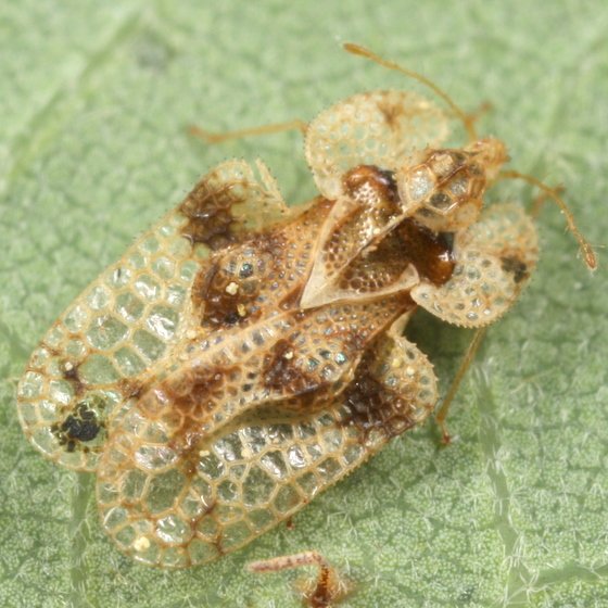 Close-up of an adult lace bug, its wings and hood sculptured like clear lace, on a green leaf