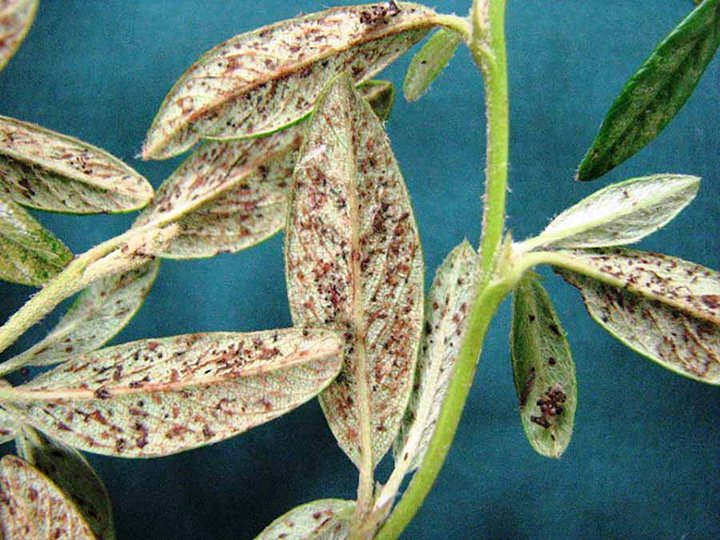 Leaves mottled pale and bronze with dark fleck damage from heavy lace bug feeding