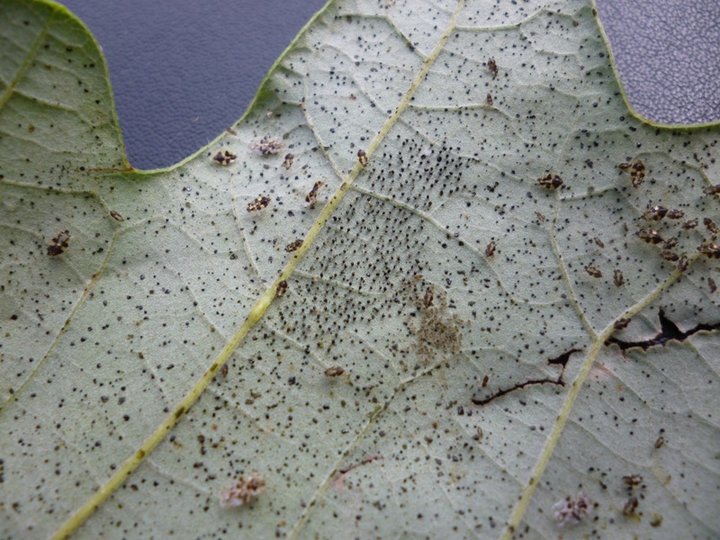 Underside of an oak leaf with dark lace bug eggs and black fecal spots