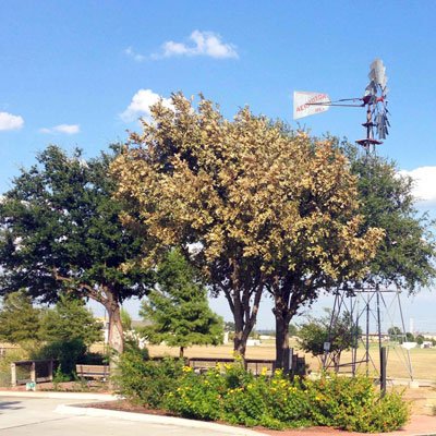 A bur oak with its upper canopy bronzed and browning from heavy foliar feeding