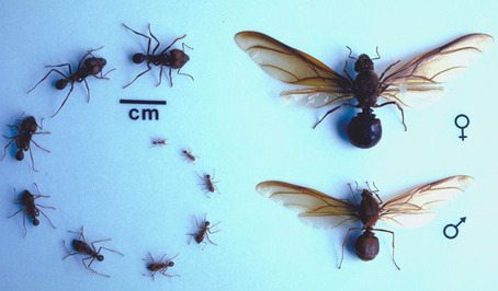 A caste plate of Atta texana against a blue background with a centimeter scale bar: a range of worker sizes arranged at left, and two much larger winged reproductives at right, a queen marked female and a male marked male