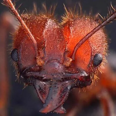 Extreme close-up of a Texas leaf-cutting ant's head and cutting jaws