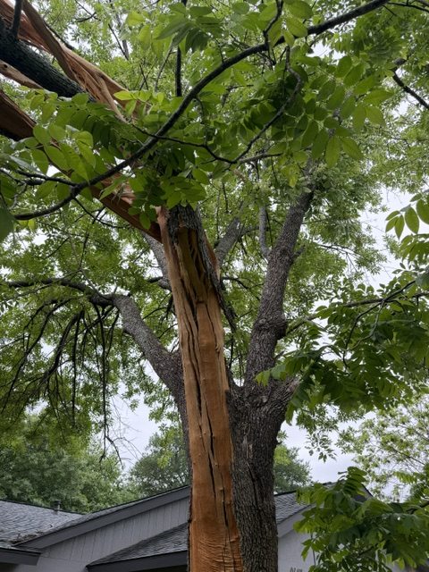 A continuous vertical channel of bark and wood blown off the full length of an Arizona ash trunk